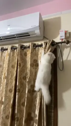 😂❤️#foryou #catvideo #mashaallah #oreology 