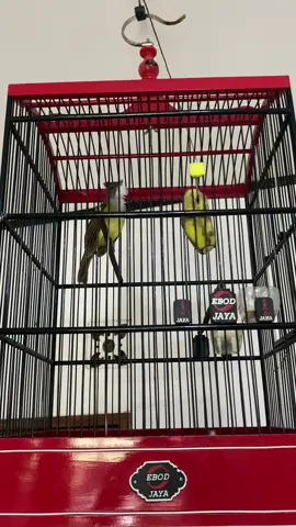 wanita berjenggot😁 #cucakjenggotmania #cucakjenggot  #masteranburungjuara 