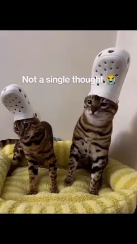 #catcore #catsoftiktok #cat 