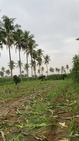 Umum e buruh harian dek #petaniindonesia🇮🇩🇮🇩🇮🇩🌿🌿 #jagungmanis #fyp 