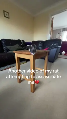 High school musical just cast my rat already, he’s a stunt artist😒 #gettingpunchedinthefacebyarat #adorablerats #ratcore #rattok🐀 #rattok 