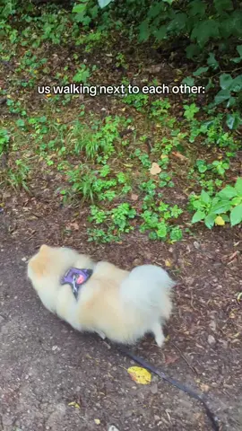 chiliiii🫰🏻 #trend #dog #hund 