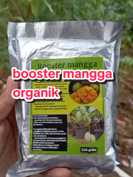 Booster mangga #boostermangga #mangga #petanimuda #pupukorganik  #petaniindonesia🇮🇩🇮🇩🇮🇩🌿🌿 #fyp 