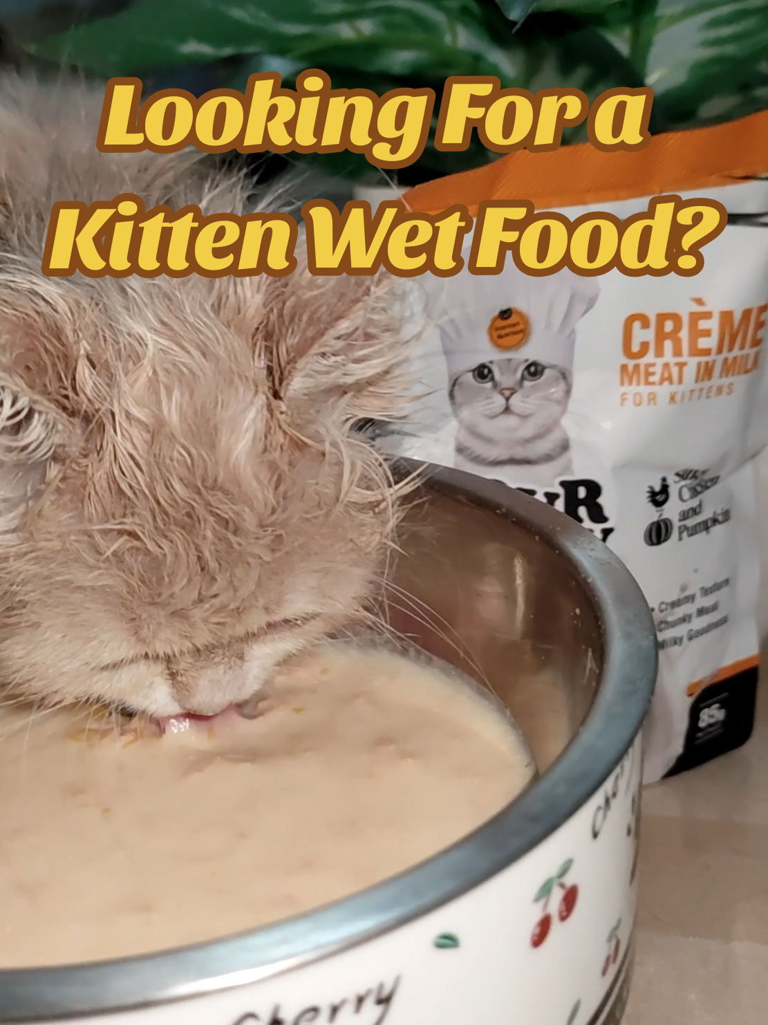 Gour Meow Crème meat in milk for kittens. Silky chicken and pumpkin flavor and many other flavors to choose from. ~ Creamy Texture ~ Chunky Meat ~ Milky Goodness If you are looking for a healthy cat wet foods for your kittens, try this Gour Meow Creme meat in milk for kittens, link in the yellow basket! #gourmeow #catfood #catwetfood #kittenfood #wetfood #fyp  #gourmeowcrememeatinmilk 