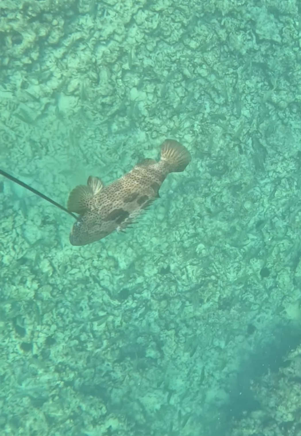 One breath, one shot, one chance🌊..grouper #ابوظبي #صيد #غوص #سمك #spearfishing #abudhabi #sea #diving #شعب_الصيني_ماله_حل😂😂 #fyp #foryou #freediving #غوص_حر #حياري #Summer #صيد_السمك #CapCut #ابوظبي🇦🇪 #grouper #هامور #spearfishinglife #underwaterhunter #حداق #sea 