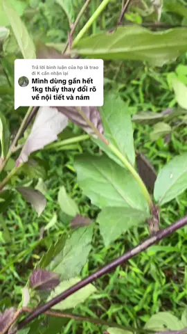 Trả lời @hp là trao đi K cần nhận lại #xuhuong #thinhhanh #kinhthamdenvoncuc #noitietkem #caybaudat #tremaikgia #monamtannhang 