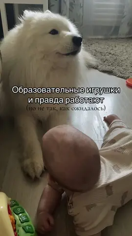 Мычать в доме научились все, кроме..  #самоед#собака#декретныебудни #играем