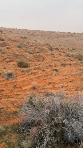 خلك مثل رش المطر تشرح البال  لا هلت مزونه . . تسر الخواطر ..✨🩶 ٠ ٠ ٠ #اكسبلور #trend #هاشتاق #ا #الثويرات 