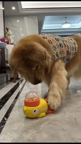 #PetParentEssentials #dogownersoftiktok #bichonfrisé #dogsaccessories #cutepetgoodies #DogCare #petslover 