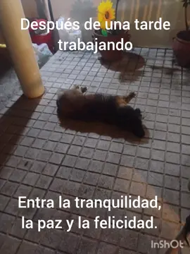 Óscar Olea EDUCADOR CANINO. Agenda una Sesión 639646203.