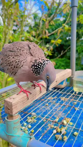 @cu rồm🤪  số lượng đâu bằng chất lượng đâu e 1 con cũng đủ chơi #xuhuong #xuhuongtiktok #chimcugaymoi🕊🦜 #chimcugaymoi #cumoidat 