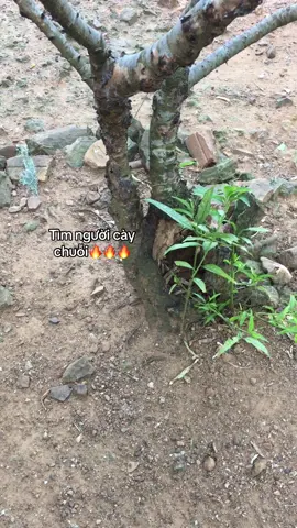 #_tngb_9th8#fyp#fbtxuhuong