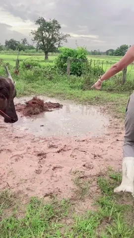 เกินไปแล้วJR#viralvideo #เทรนด์วันนี้tiktok #เจ้าjr #น้องควายฉลาดแสนรู้ 