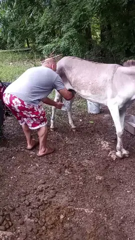 #milking # donkeys 