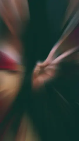 #CapCut 