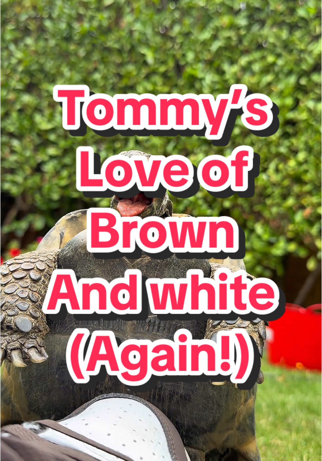 Tommy’s love of brown and white (Again!) #tortoise #tortuga #tartaruga #tortue #turtle #animals #pets #mascotas #divertido #funny #PetsOfTikTok #animalsoftiktok #funnypets #funnyanimals #cute #wild #drole #tommy #reptile 