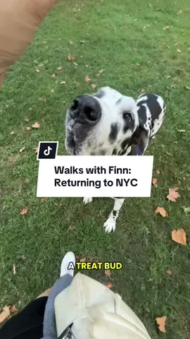 Finn spent the last ~2 weeks in the suburbs, but has adjusted back to city life super easily #reactivedog #finnthebigman #dogsofnyc #bigdog #greatdane #centralpark #harlequingreatdane 