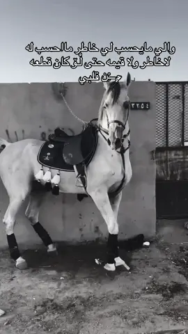 #خيل_وخياله🐎 #خيل_عربي_اصيل🐎🐎 #fyp #viral #اقتباسات 