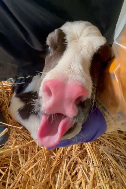 Happy cow#happycow #cow #happy 