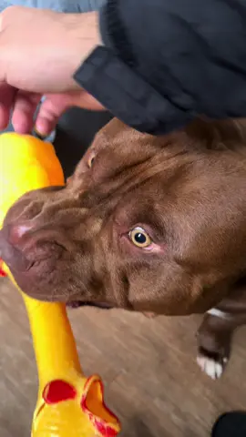 Se não tem as manhas não entra não #dog #pet #brincando #pitmonster #pitbull 