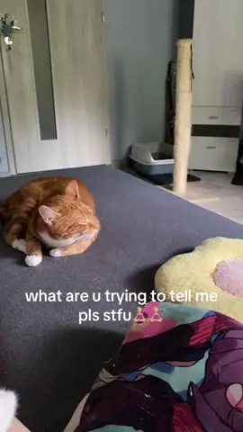 luka doesnt even open his eyes #fyp #dlaciebie #kesfet #catsoftiktok #puppytiktok #dogsoftiktok #puppy 