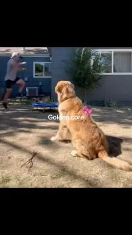 #CapCut #goldenretriever #golden #goldenretrieverpuppy #goldencore #goldenretrievers #dog #dogsoftiktok #dogtok #chien #chiendrole #pourtoii #poirtoipage #foryou #foryoupage❤️❤️ #fyp #fypシ゚ #fypviralシ #10k #faitemoipercewesh 