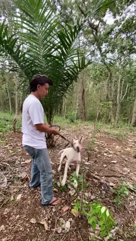 gayanya selangit.          #lebanon #porbibengkulu #v #porbi_sumbar #porbi50kota #porbi #f 