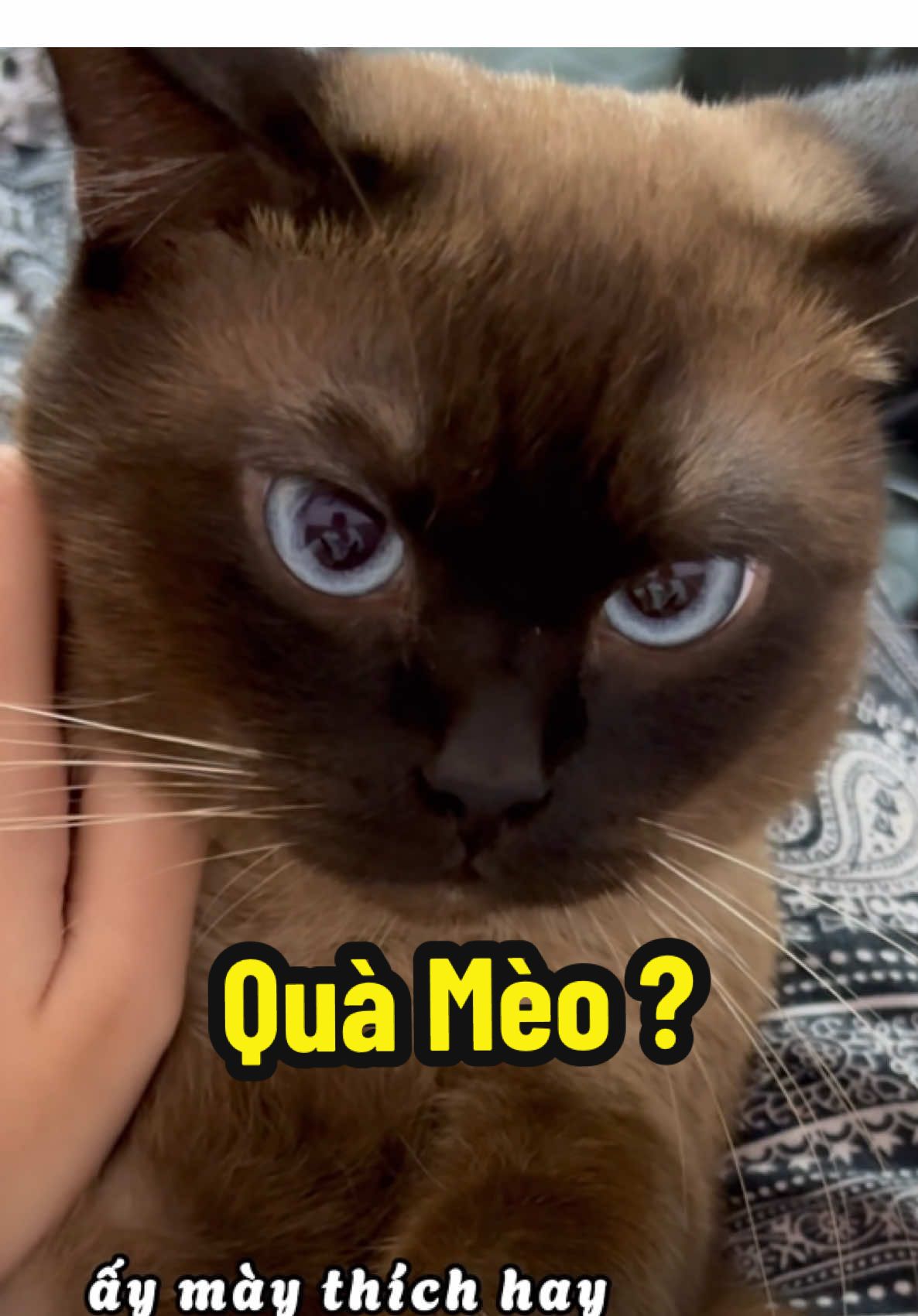 ❌ Tặng chủ 🤨 ✅ Tặng pet 😎 #nhatungcocho #PetsOfTikTok #dogsoftiktok #pet #chó #cat #rex #petq #churroc90 