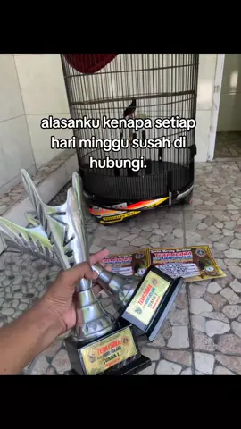 paham lah yaa😋 #kicaumaniaindonesia #kicaumanianusantara #muraibatumaniaindonesia #muraibatumanianusantara #sedulurmuraimania #muraibatumania #muraibatu 