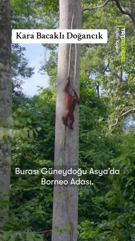 Kara bacaklı doğancığı gözlemliyoruz. 🐦 “Yırtıcı Kuşlar”, 22.35'te TRT Belgesel’de. #kuş #doğa #belgesel #trt #trtbelgesel 