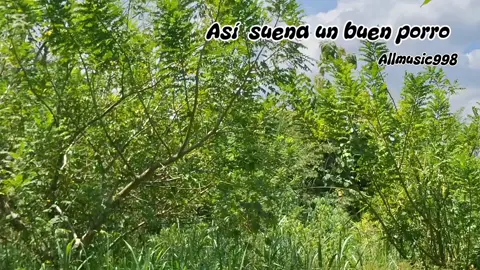 Un buen porro #porrosabanero #unbuenporro #elborrachon #elborrachon #musica #juipiti #paratiiiiiiiiiiiiiiiiiiiiiiiiiiiiiii 