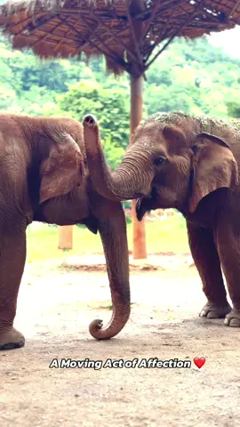 A Moving Act of Affection ❤️ Medo and her beautiful friend, Grandma Jaemsai — these two complete each other and help heal old wounds. The strength of elephant society lies in bonds like theirs. แม่โดะและเพื่อนรัก คุณยายแจ่มใส ช้างตาบอด ทั้งสองคอยเติมเต็มความรักและเยียวยาให้กันและกันเสมอค่ะ  #ElephantNaturePark #Elephant  #ViralVideo #AnimalLove #Animallover #POV #ช้าง #สัตว์โลกน่ารัก #Elephant  #Chaingmai #Santuary 