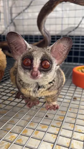 The facial expression when he asking for food 🫠🐒❤️ how could I denied ? 😅  #bushbaby #galago #pet  