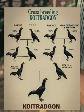 #CapCut belajar bersama tentang ayam bolo  #koytrad 