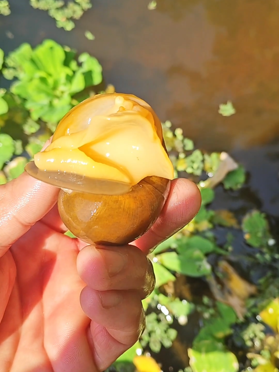 Con này giờ nhiều tên gọi quá tui k biết kêu bằng j cho hợp lý luôn á ! Con này là con ốc , có màu vàng , hay gọi là ốc vàng đi cho nhanh 🤣🤣🤣#minhtien #trendingvideo #xuhuongtiktok #ocsori #khoinghiep 