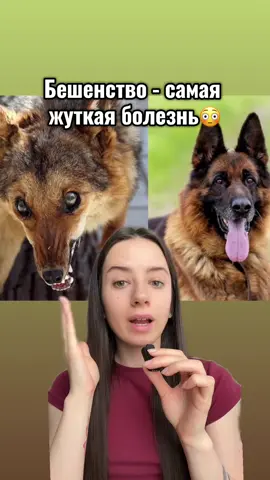 Будьте аккуратны с бездомными животными #бешенство #животные #жуткиеистории #жуткиефакты #переписка 
