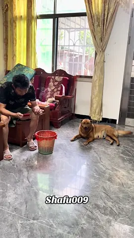 #粉丝一千万#pet#pets#cute#funny#viral#dog#funnydog#funnyvideos#foryou#IoI#fyp#fypシ゚ 