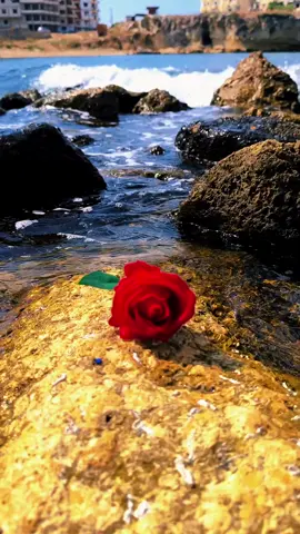 ينضج الإنسان في الوقت الذي يحترق فيه قلبه..🖤🍂 #الدليمي 