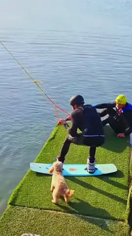 Try not to laugh 😂😂😂 #funny #animals #funnypets #funnyanimals #dogsoftiktok #haha #catsoftiktok #cat #foryour #dogslovers #dog 