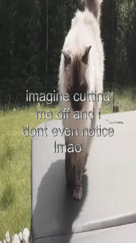 lmao #real #thoughts #fyp #cats #catcore #relatable #swag