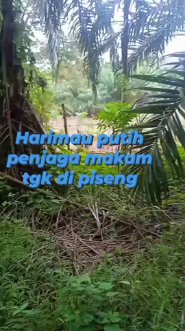 makam Tgk di pisang Aceh utara#vypシ✌️❤️ #vypシ✌️❤️ #vypシ✌️❤️ #