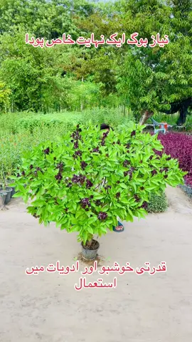 Niaz boo plant#fyp #viralvideotiktok #foryou #100kviews #overseaspakistani #capcut 