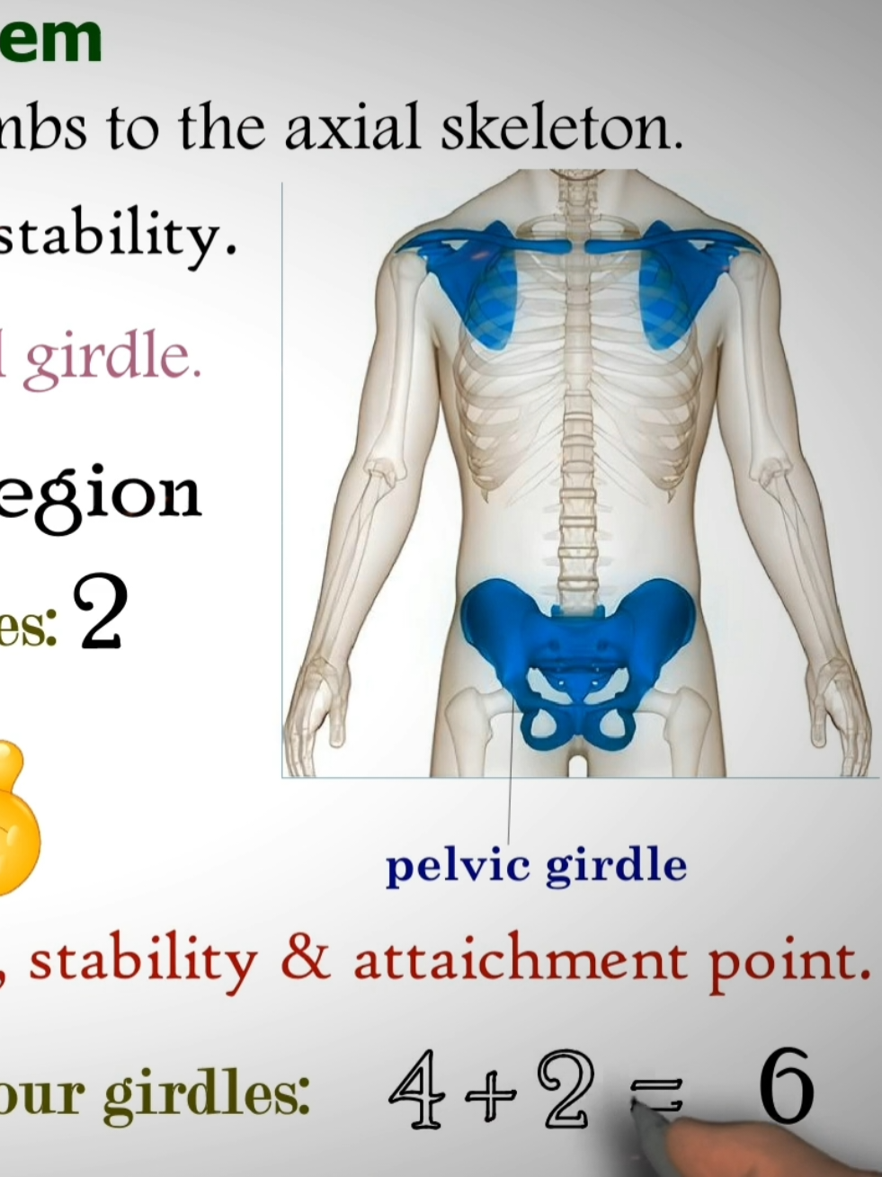 Pectoral Girdle & Pelvic Girdle. #skeletonsystem #skeleton #pectoralgirdle #pelvicgirdle #easymededhub 