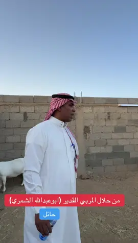 #اغنام #السعوديه #حري #بورقوت#حائل
