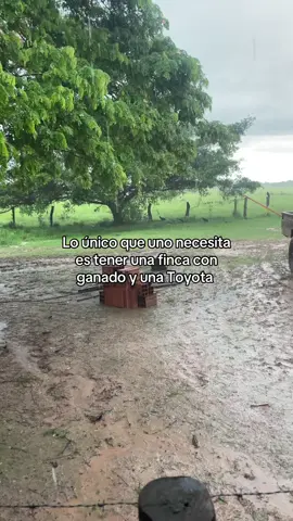 #toyota #finca #ganado #gana #paratiiiiiiiiiiiiiiiiiiiiiiiiiiiiiii 