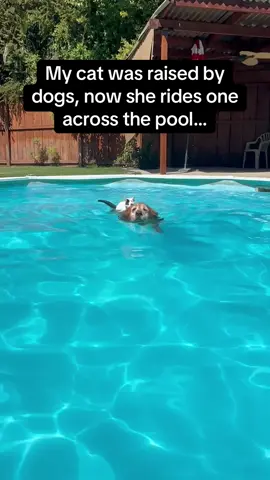 The jump at the end wasn’t timed well 😂🤣 #RoadTo19M #Pubity #cats #dogs  (@brian_on_the_beach1 on TikTok via ViralHog)