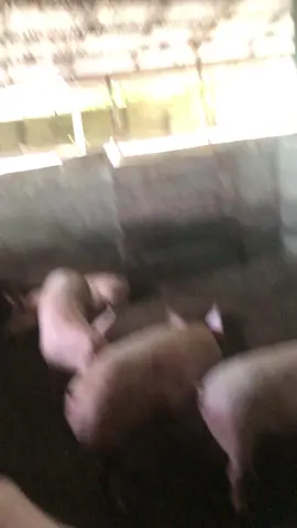 #pigfarming 