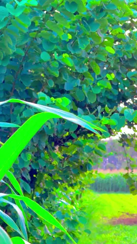 #میرا_سہنا_پنڈ_ساندہ_چستانہ_ظلع_قصور😇🌺🌴🌱🌾🎋 #fypシ゚viral #shahzaibvlog #dontunderreviewmyvideo #unfreezemyacount 