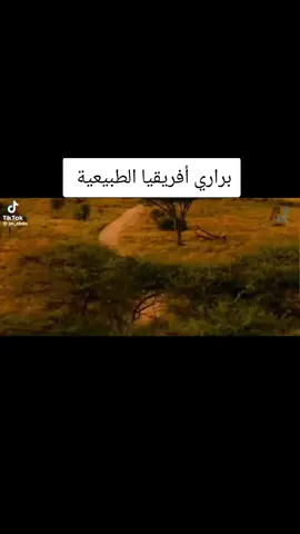 براري أفريقيا الحياة البرية الصراع من أجل البقاء ناشونال جيوغرافيك 🌍