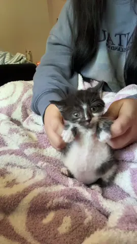 Curly ain’t got no panties on🤭 #fyp #kitten #soup FYI: Curly is dewormed, he has dwarfism, Manx syndrome, swimmer’s disease, and belly full of soup